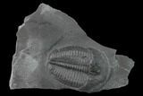 Elrathia Trilobite Fossil - Utah #140180-1